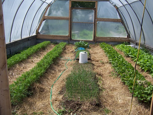 Growing plants in a greenhouse to extend your growing season