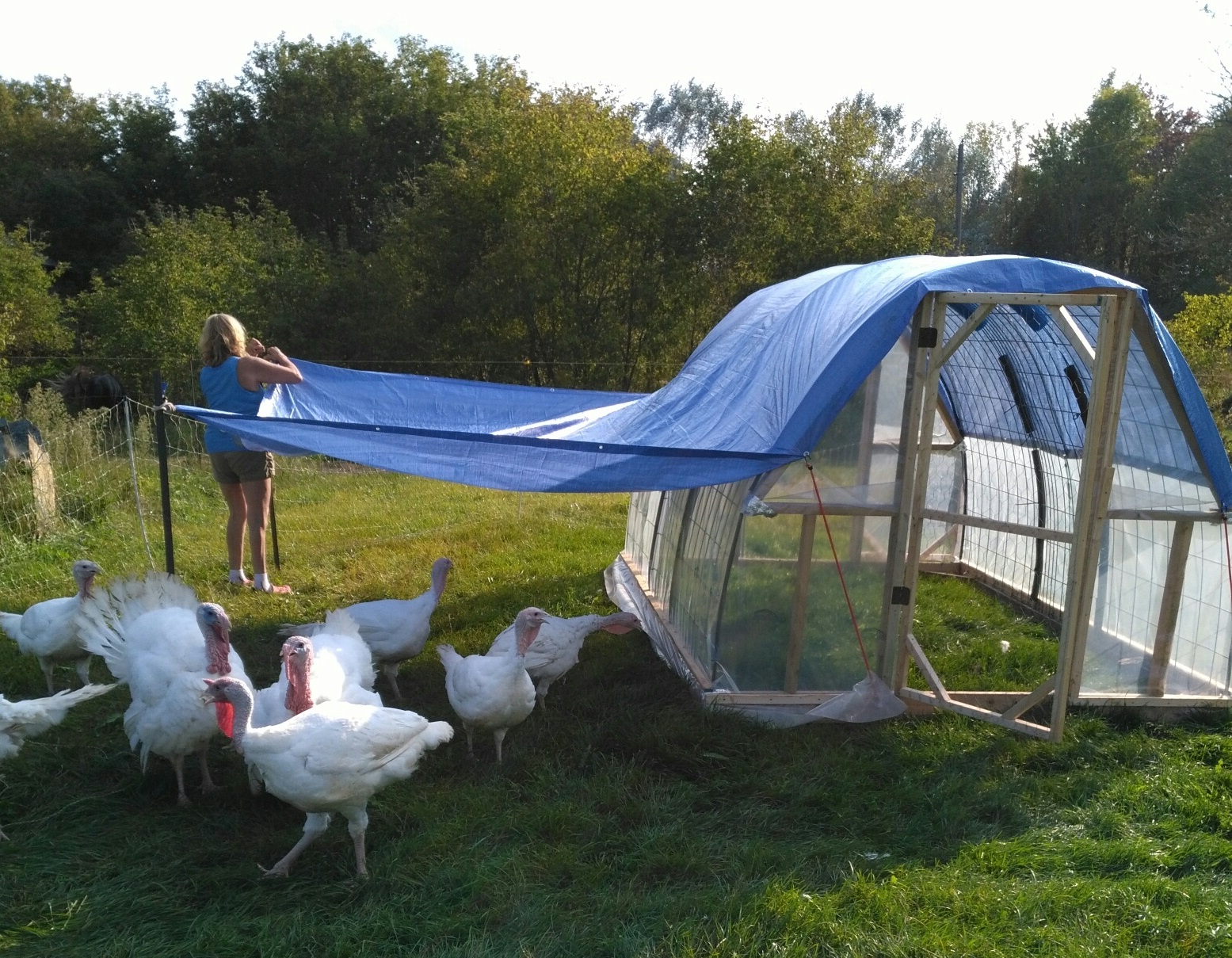 Build a chicken tractor to raise meat birds