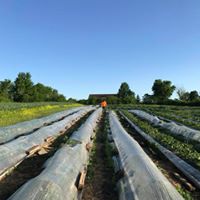 Field of strawberries