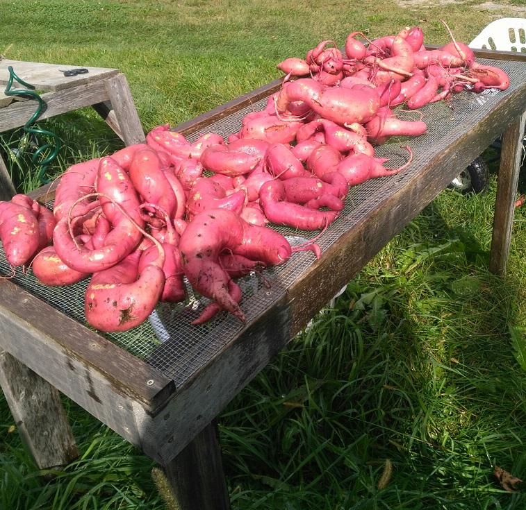 sweet potatoes drying on table