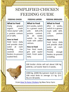 Feeding Guide: How to Introduce New Food to Your Chickens