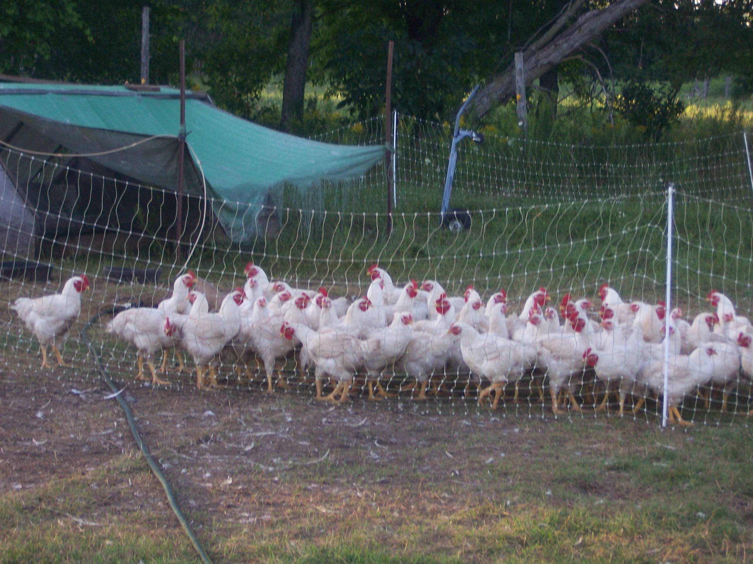 Free Range Chicken — Open Pasture Meats